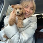 Teacup Maltipoo For Sale Near Me