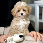 Teacup Maltipoo For Sale USA