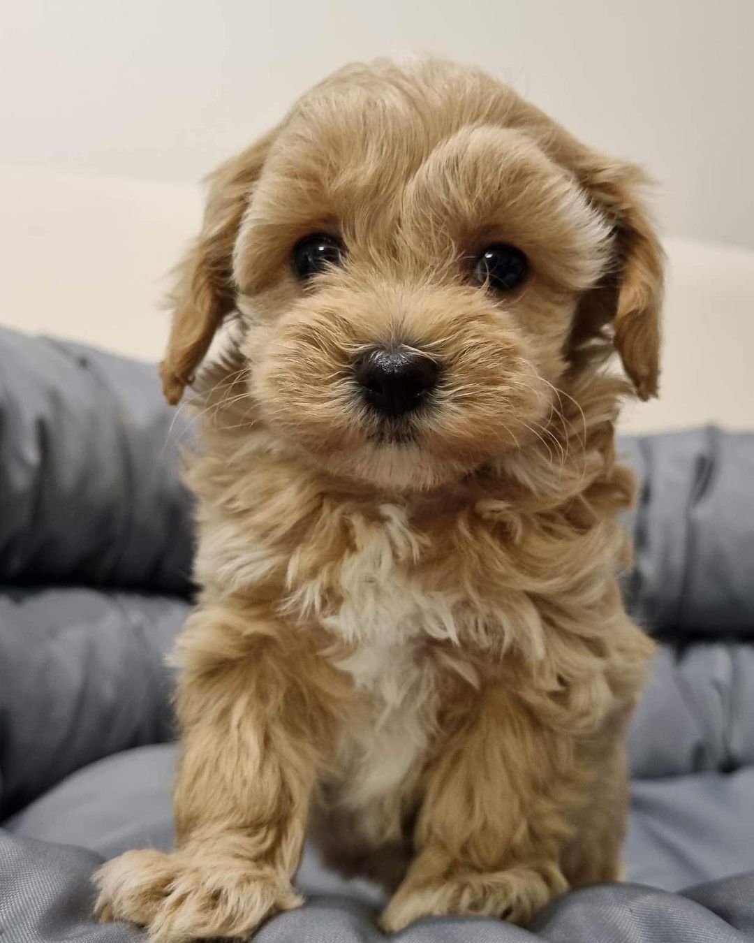 Teacup Maltipoo Price