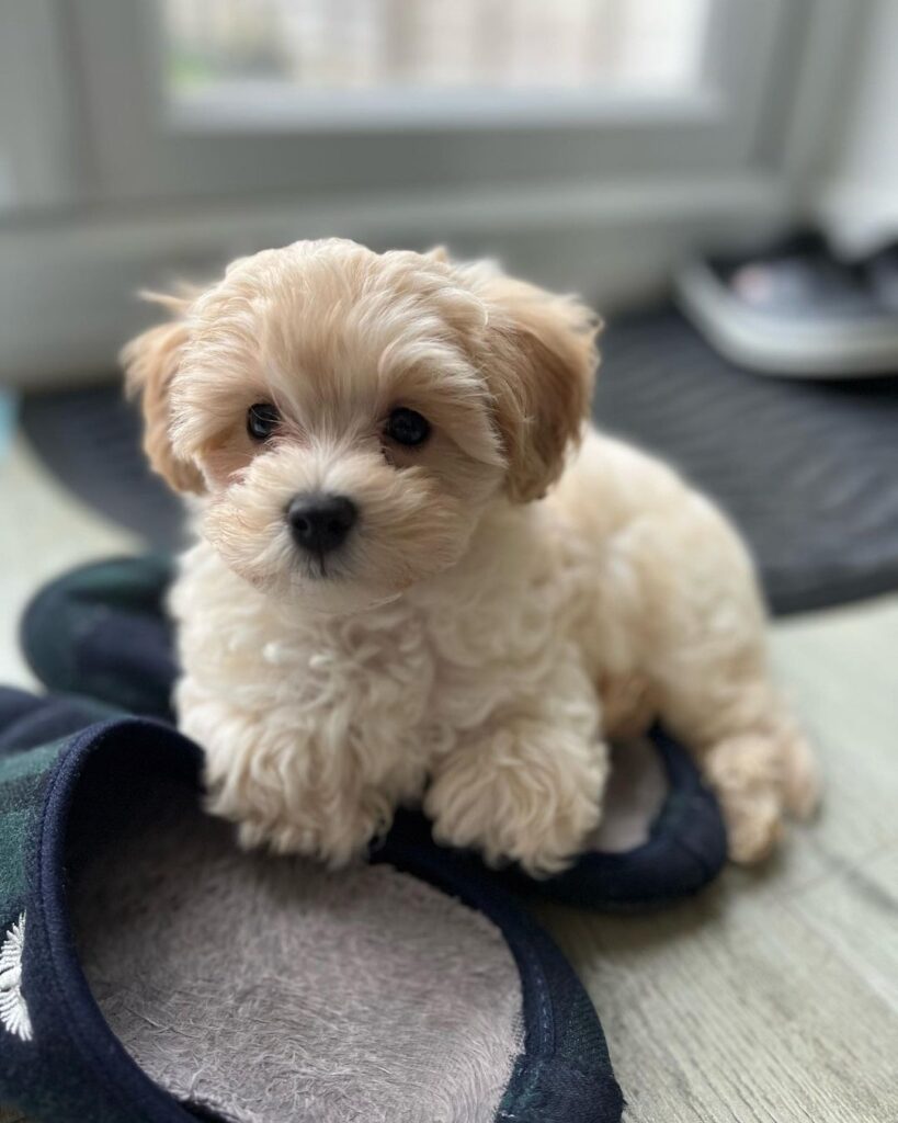 Teacup Maltipoo For Sale Near Me