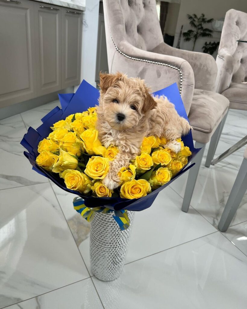 Teacup Maltipoo Puppies For Sale Near Me