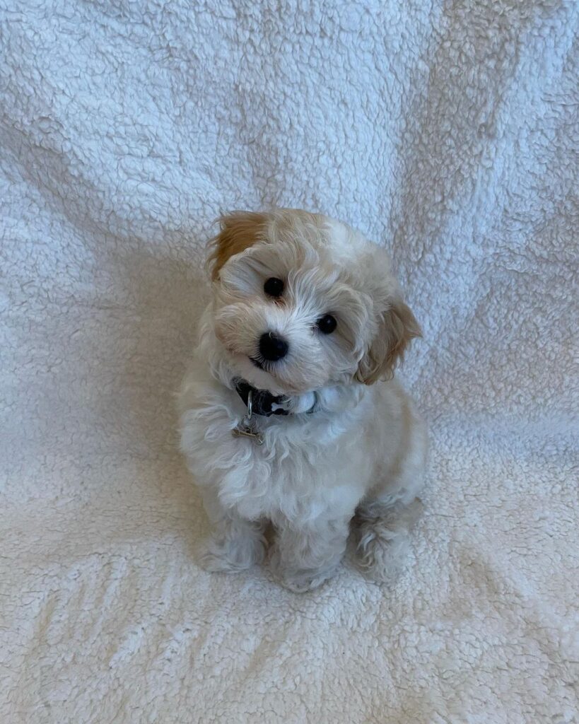 Teacup Maltipoo For Sale Near Me
