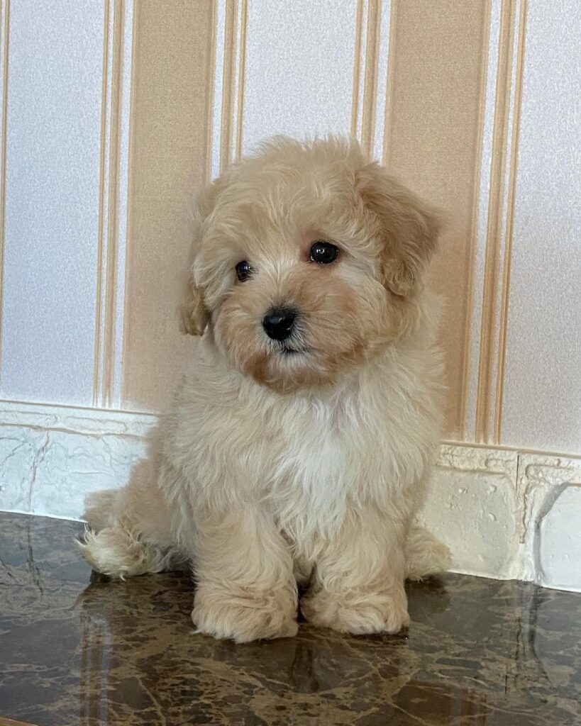 Teacup Maltipoo For Sale USA