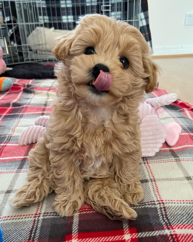 Teacup Maltipoo For Sale