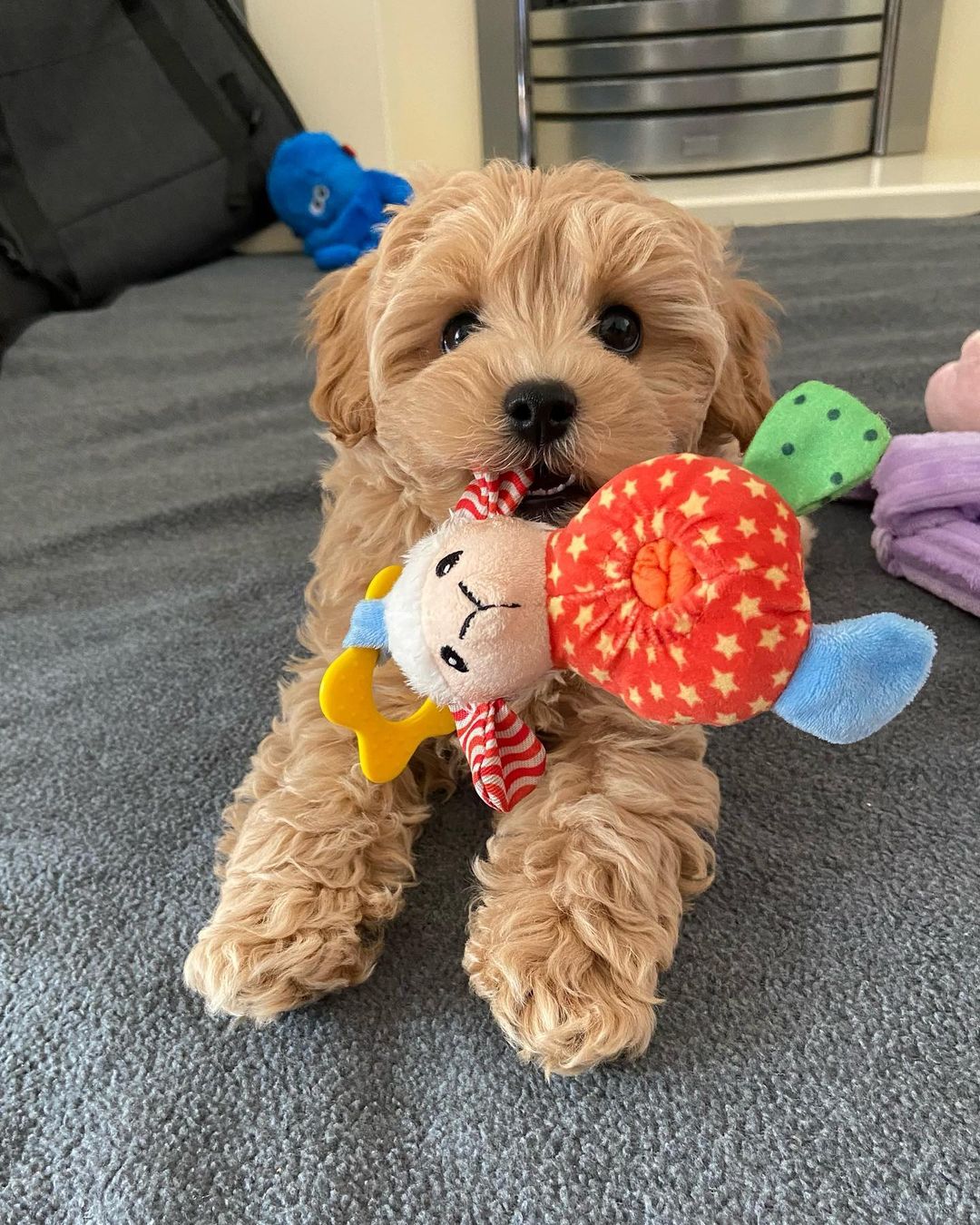 Teacup Maltipoo Puppies For Sale