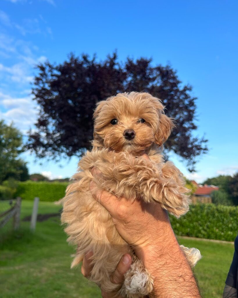 Teacup Maltipoo Puppies For Sale