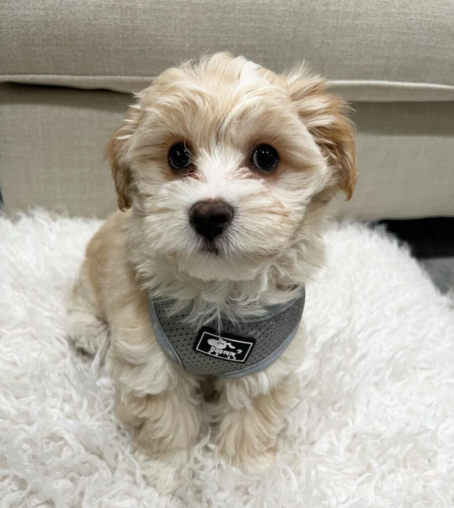 Teacup Maltipoo Puppies For Sale USA