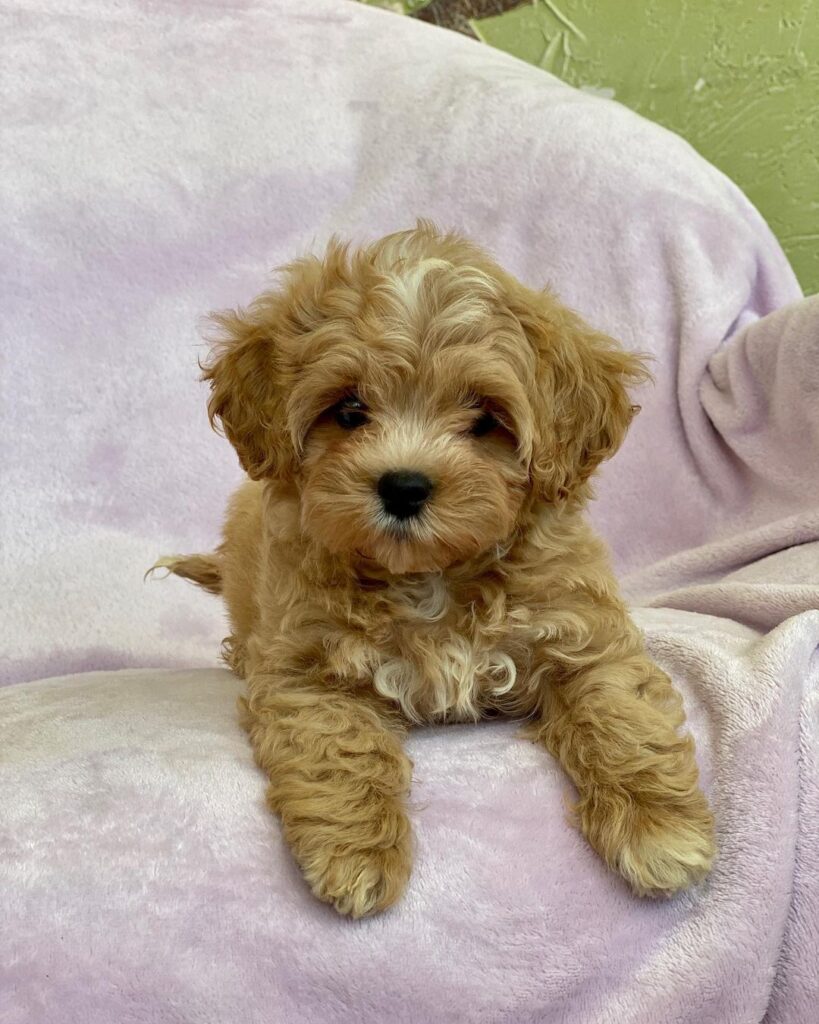 Teacup Maltipoo Puppies For Sale USA
