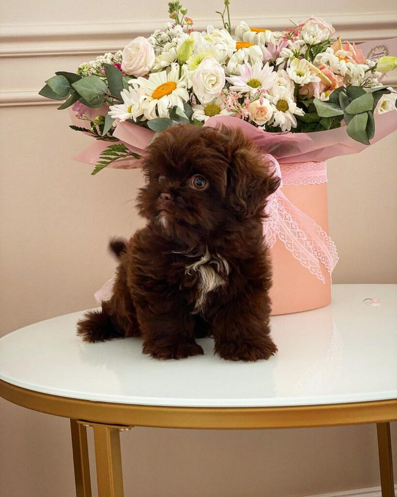 Teacup Maltipoo For Sale USA