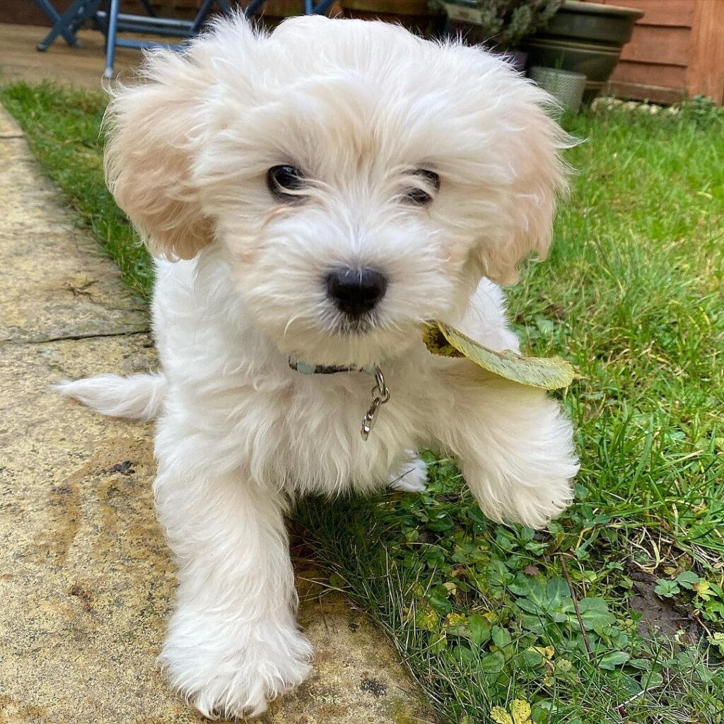 Teacup Maltipoo For Sale Near Me