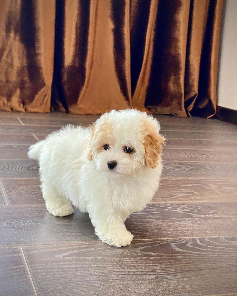 Teacup Maltipoo For Sale