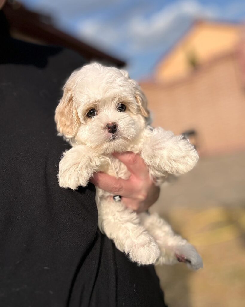 Teacup Maltipoo Puppies For Sale USA
